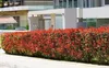 Stauden Gänge 10 x Photinia fraseri 'Red Robin' - Rote Produktbild-Vorschau 5