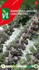 Grünkohlsprossen Samen - Ca. 0,2 gr | VT_992 Produktbild-Vorschau 1