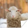 MuchoWow® Poster Schafe - Schnee - Wolle 100x100 cm - Produktbild-Vorschau 1