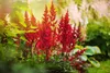 Stauden Gänge 3 x Astilbe arendsii ‚Astary Red‘ - Produktbild-Vorschau 4