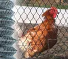 Maschendrahtzaun Maschinengeflecht Verzinkt Gitterzaun Zaun Produktbild-Vorschau 8