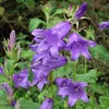 6 x Wald Glockenblume  - Campanula latifolia 'Macrantha'  | Produktbild-Vorschau 1