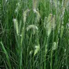 6 x Pennisetum alopecuroides 'Hameln' | Pot 9cm x 9cm Voir les images du produit 1