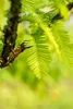 Metasequoia glyptostroboides, Urweltmammutbaum, 60–100 cm Produktbild-Vorschau 13