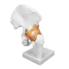 Model kości biodrowej, model stawu biodrowego, model kości, Podgląd zdjęcia produktu 6
