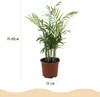 Zestaw 4 roslin doniczkowych Chamaedorea elegans w bialych Podgląd zdjęcia produktu 4