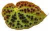 Begonie divoká - Begonia ferox - velkolepá listnatá Náhled obrázku produktu 4