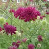 6 x Mazedonische Witwenblume - Knautia macedonica  | Topf Produktbild-Vorschau 1