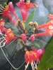 Lonicera henryi - Geissblatt henryi 80-100 Produktbild-Vorschau 3