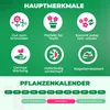 Winterharde dagleliebollen, meerjarig - Empoli reuzenlelies Productafbeelding-voorbeeld 5