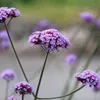 Bloomique - 3er Set - Verbena Bonariensis - Ironhard - Produktbild-Vorschau 6