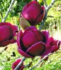 BALDUR Garten 2er Magnolien-Sortiment, Pflanzen im Topf, Produktbild-Vorschau 2