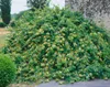 Lonicera japonica 'Halliana', Japanische Geißschlinge, Produktbild-Vorschau 9