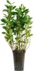Apfelbeere Nero 50–60 cm – Aronia prunifolia, schwarze Produktbild-Vorschau 4