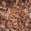 Galamio Rindenmulch Kiefer Mittel 60l x 39 Sack 2340l Produktbild-Vorschau 5