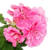 Geranien hängend - Pelargonium peltatum - 12cm Topf - Set Produktbild-Vorschau 5