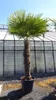 XXXXL 260 - 300 cm Trachycarpus fortunei 120 cm Stamm Produktbild-Vorschau 7
