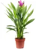 Kurkuma - Curcuma - Höhe ca. 55 cm, Topf-Ø 14 cm Produktbild-Vorschau 4