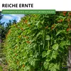 Prunkbohnen Preisgewinner Samen - Phaseolus coccis - Produktbild-Vorschau 7