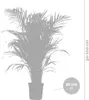 Dypsis Lutescens - Goldfruchtpalme - Areca Palme - Produktbild-Vorschau 5