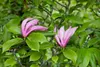 Magnolia liliiflora 'Susan', Purpur-Magnolie, purpurrosa, Produktbild-Vorschau 13