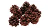 Große Pinienzapfen, Größe 12-14cm, 10 Stück | Pinus pinea Produktbild-Vorschau 2