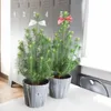 1x Pinus Pinea Silver Crest P17 H50 Produktbild-Vorschau 3