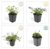 Skalníková trvalka - Zvonek - Campanula poscharskyana Náhled obrázku produktu 4