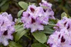 Rhododendron Hybr. 'Blue Peter', Rhododendron, blauviolett, Produktbild-Vorschau 7