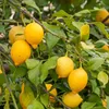 Bakker.com - Zitronenbaum, Der topf / Ø 9cm / Lieferhöhe Produktbild-Vorschau 3