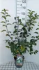Malus hybr. 'Perpetu'® ('evereste'®) - Pomme d'ornement 60- Voir les images du produit 2