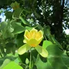 Liliovník tulipánokvětý 2L Náhled obrázku produktu 6