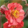 Stauden Gänge 10 x Geum rivale 'Flames of Passion‘ - Produktbild-Vorschau 1