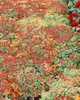 Sedum kamtschaticum, Fetthenne, gelb, ca. 9x9 cm Topf Produktbild-Vorschau 9