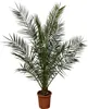 Albero del dattero delle Canarie Phoenix Canariensis - 27 Anteprima dell’immagine prodotto 3