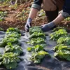170g/m² Unkrautfolie Gartenflies gegen Unkraut - 1,2x76,2mm Produktbild-Vorschau 8
