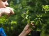 A person spraying a small potted plant with purple peppers. Náhled obrázku produktu