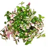 Exotenherz Dreimasterblume Tradescantia quadricolor Produktbild-Vorschau 2