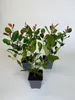 1 Stück, 20-25cm, Topf 9cm, Glanzmispel Photinia fraseri Produktbild-Vorschau 1