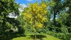 Zlatý dážď (Laburnum anagyroides) – výška 60 cm – 2-litrový Náhľad obrázku produktu 2