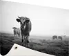 Gartenposter - 120x80 cm - Kühe am Morgen Nebel Produktbild-Vorschau 1