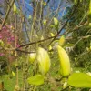 Magnolie Fiume Giallo 2L Anteprima dell’immagine prodotto 11