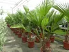 Palme winterhart 150 - 180 cm Trachycarpus Wagnerianus Produktbild-Vorschau 8