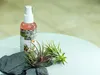 Gardners Set tillandsií s hnojivem Náhled obrázku produktu 2