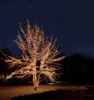 A tree decorated with numerous small, warm-toned lights at night. Produktbild-Vorschau