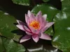 Seerose ´ROSENNYMPHE´ Cont. 1 l Produktbild-Vorschau 3