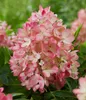 Dehner Bodendecker-Rispenhortensie Groundbreaker® Blush™, Produktbild-Vorschau 5