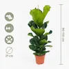 Ficus lyrata, noto anche come "ficus violino", pianta da Anteprima dell’immagine prodotto 7