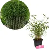 Fargesia robusta 'Pingwu', Bambus, Höhe 30 cm, 2-Liter-Topf Produktbild-Vorschau 1