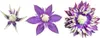 BALDUR Garten Gefüllte 1x Clematis Taiga®, Pflanze im 11 Produktbild-Vorschau 5